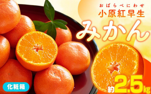 小原紅早生みかん化粧箱 約2.5kg【2026年11月中旬～2027年1月中旬配送