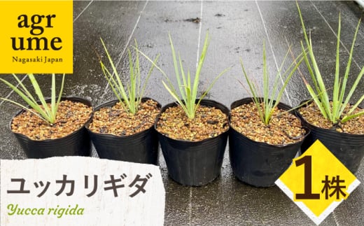 Yucca rigida ユッカ リギダ 1株 長与町/アグリューム [EAI183] - 長崎県長与町｜ふるさとチョイス - ふるさと納税サイト