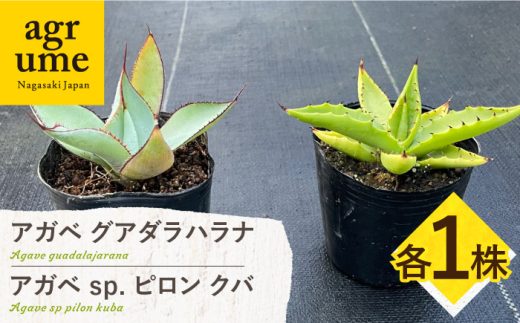実生】 ① アガベ グアダラハラナ Agave guadalajarana 鉢ごと発送