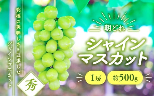 2025年分発送】 シャインマスカット 3～4房 約2kg 先行予約 先行 予約 山梨県産 産地直送 フルーツ 果物 くだもの ぶどう ブドウ 葡萄 シャイン  シャインマスカット 新鮮 人気 おすすめ 国産 贈答 ギフト お取り寄せ 朝どれ 甘い 皮ごと 種なし 山梨 甲斐市 AV-3 -