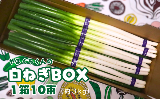 y挧qz܂̔˂BOX (AF1-3)