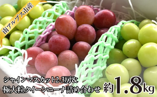 ☆日本テレビ「ZIP！」で取り上げられました！☆【令和7年発送先行予約】絶品！南アルプス市産シャインマスカット1.8kg ALPAA004-25-A1 山梨  山梨県 ぶどう 葡萄 ブドウ マスカット 種なし 大粒 フルーツ くだもの 果物 高級 新鮮 産地直送 贈答 ギフト 家庭用 1.8キロ ...