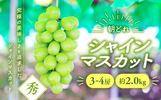 2025年分発送】 シャインマスカット 3～4房 約2kg 先行予約 先行 予約 山梨県産 産地直送 フルーツ 果物 くだもの ぶどう ブドウ 葡萄 シャイン  シャインマスカット 新鮮 人気 おすすめ 国産 贈答 ギフト お取り寄せ 朝どれ 甘い 皮ごと 種なし 山梨 甲斐市 AV-3 -