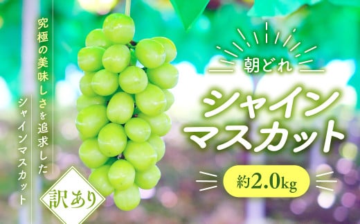 ころ柿 20個入り [山梨 ころ柿 季節限定] - 山梨県甲斐市｜ふるさとチョイス - ふるさと納税サイト