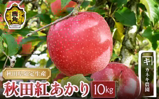 yHcpszHcps p Hcg 10kgi26`32ʁjyJlL_z2025N11{Jn H ʏ` Â S n { Y  Ε 蕨 