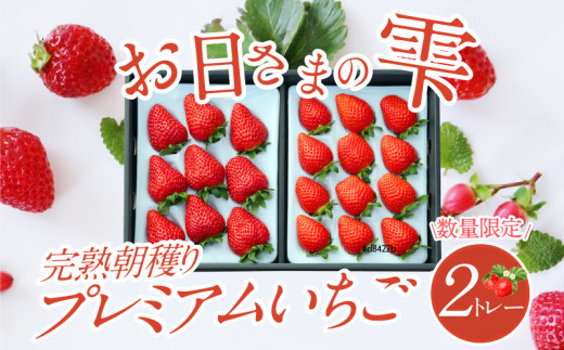 数量限定！お日さまの雫 完熟朝穫りプレミアムいちご ２トレー - 滋賀県守山市｜ふるさとチョイス - ふるさと納税サイト