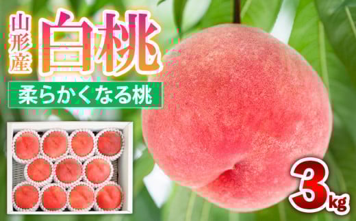 yR`R`szR`Y  [_炩Ȃ铍] 3kg(8`14) Gi i킨܂ yߘa8NYs\zFS25-604  ʕ t[c R` R` R`s 2026NY