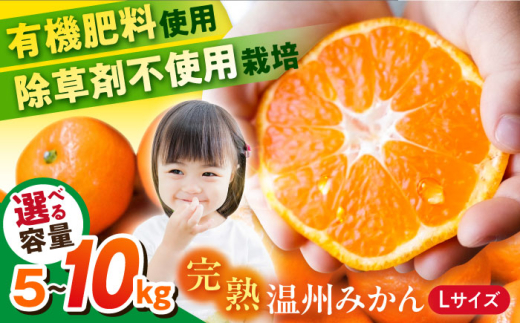 選べる容量！】温州みかん Lサイズ 津久井浜みかん 蜜柑 ミカン 果物