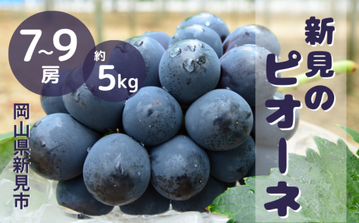岡山県産 ピオーネ 約5kg ピオーネ 岡山 約5kg 7～9房 新見【 先行予約 2025年9月中旬～10
