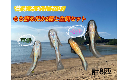 №4631-2640]菊まるめだかの【もち餅めだか2種生餌セット】計8匹 メダカ 