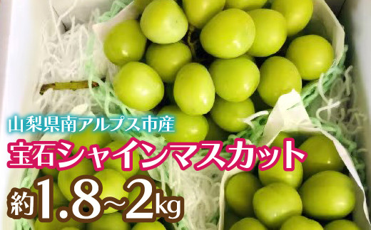 ☆日本テレビ「ZIP！」で取り上げられました！☆【令和7年発送先行予約】絶品！南アルプス市産シャインマスカット1.8kg ALPAA004 | 山梨  山梨県 ぶどう 葡萄 ブドウ マスカット 種なし 大粒 フルーツ くだもの 果物 高級 新鮮 産地直送 贈答 ギフト 家庭用 1.8キロ 2025年  ...