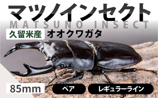 マツノインセクト 久留米産 オオクワガタ 85mm ペア レギュラーライン  