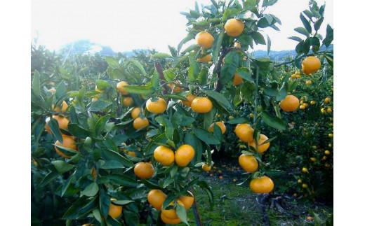 ya̎R쒬zIBLc݂ Ԃ 5kg SSTCYmSL47n