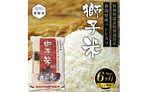 新潟 特別栽培米 令和6年産 コシヒカリ 「獅子米」 精米 30kg ( 5kg×6カ月 ）定期便 精米 したてを お届け 新潟 のど真ん中 見附市  こしひかり 米 お米 白米 国産 ごはん ご飯 県認証米 安心安全 - 新潟県見附市｜ふるさとチョイス - ふるさと納税サイト