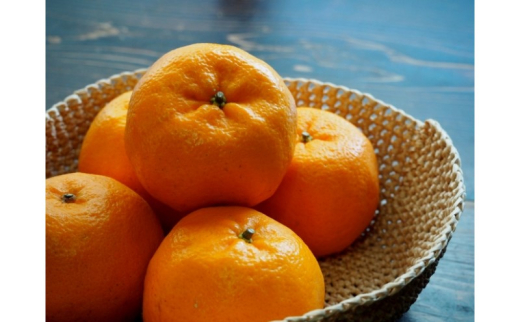 yꌧsz[5353-0592]|J 10kg k ʕ t[c fU[g zs: