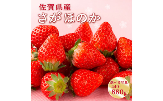 yꌧ咬zys\z2026N1{菇\聟 ق̂ yIׂeʁES 440gE880gz