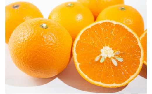 yꌧsz[5353-0584]݂ i݁j݂8kg`10kg  k ʕ t[c fU[g zs: