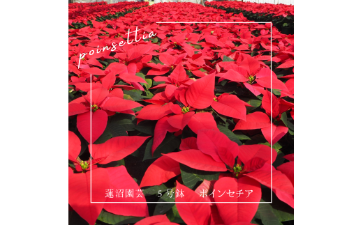 贈答用 ポインセチア アイスクリスタル（ピンク系）鉢植え 5号鉢（15cm