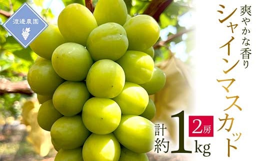 yRÎRszs\ 2026NRY@VC}XJbg@2[(v1kg)_Ԃǂ  uhE VC}XJbg ΂Ԃǂ Ȃ ˂Ȃ 炲 1kg Zbg ʕ t[c