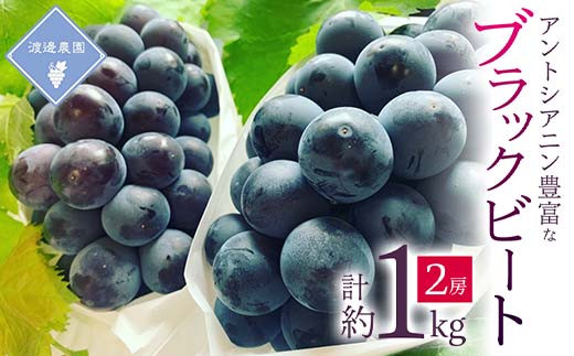 yRÎRszs\ 2026NRY@AgVAjLxȁ@ubNr[g@2[(v1kg)_ Ԃǂ  uhE ʕ t[c R ÎRs  lC  