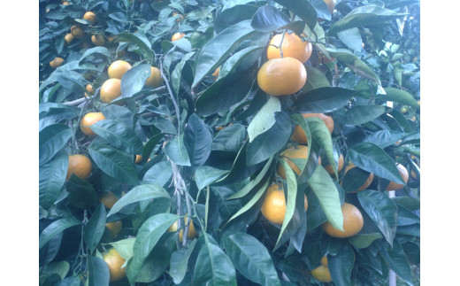 yRh哇zyh哇YzB݂i승Sj 10kg