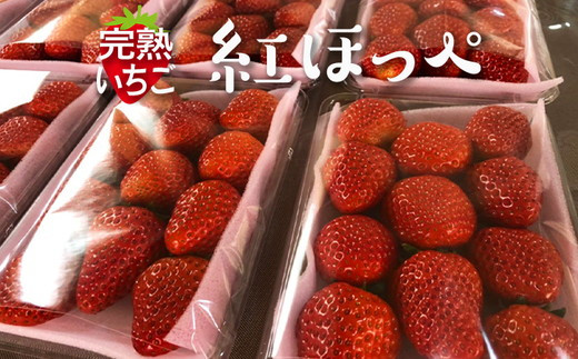 完熟紅ほっぺ 300g×2パック ｜ いちご 苺 イチゴ 茨城県産 いちご 苺 