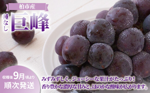 ytszsY@@1[ qs\ 2026N9r q Ԃǂ  uhE Ȃ t[c ʕ { Y Yn tY    fU[g O r