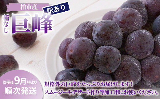 ytszsY 󂠂  4pbN qs\ 2026N9r q  uhE Ȃ Zbg t[c ʕ { Y Yn tY    fU[g O