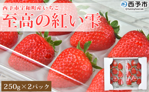 いちご 至高の紅い雫 500g(250g×2パック)＞ 西予市宇和町産 果物 苺
