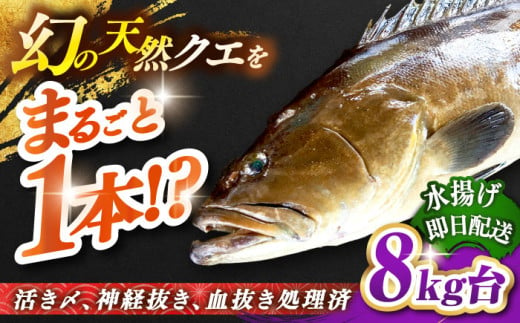 天然クエ（8キロ台・丸もの） 《壱岐市》【壱岐島 玄海屋】[JBS046] クエ 魚 刺身 しゃぶしゃぶ 580000 580000円 58万円 -  長崎県壱岐市｜ふるさとチョイス - ふるさと納税サイト