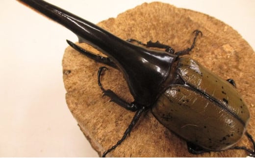 y쌧sz[4631-0978]wNXIIJugPRO~OEC