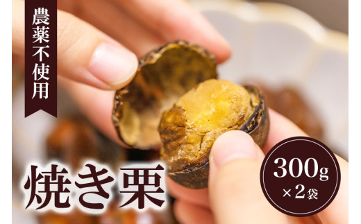 農薬不使用hạt dẻ 小粒栗1.2キロ 1400円 抜き取っ