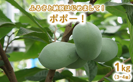 先行予約】ふるさと納税はじめまして！ポポー！1kg入（3個から4個入