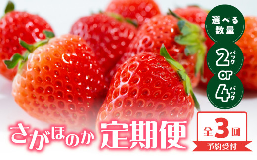 ☆予約受付☆【内容量・配送時期が選べる】佐賀県玄海町産「さがほのか」2024年12月～4月までに順次配送 - 佐賀県玄海町｜ふるさとチョイス -  ふるさと納税サイト