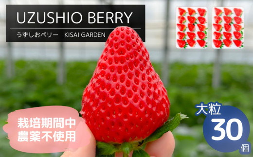 yszy2026N1菇zKISAI BERRY 嗱 30 yʌz | ͔|Ԓ_sgp   C`S   ʕ t[c X[W[ W