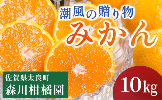 潮風の贈り物 みかん 10kg みかん ミカン 蜜柑 たらみかん 太良みかん