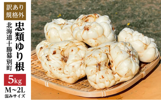 規格外】十勝幕別 忠類ゆり根 5kg（M～2L）30～50玉【 北海道 幕別町
