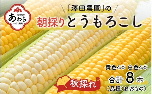 先行予約】秋とうもろこし 黄色 白色 計8本 おおもの 朝採り ／ 期間限定 数量限定 ハウス栽培 産地直送 甘い ミックス スイートコーン 白い  とうもろこし ホワイトコーン 野菜 あわら ※2025年10月10日より順次発送 - 福井県あわら市｜ふるさとチョイス - ふるさと納税サイト