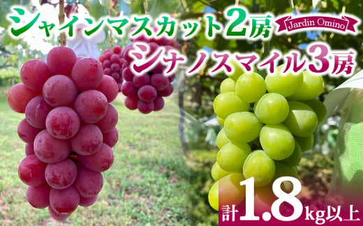 先行受付2025年発送】シャインマスカット2房＆シナノスマイル 3房 合計1.8kg以上｜Jardin Omino  ※2025年9月初旬~10月中旬に発送予定 - 長野県東御市｜ふるさとチョイス - ふるさと納税サイト