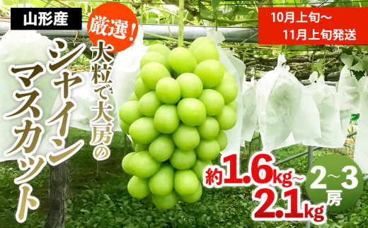 yR`R`szII嗱ő[̃VC}XJbg Gi 2`3[i1.6kg`2.1kgj[㔼] yߘa8NYs\zFS24-667  ʕ t[c R` R` R`s 2026NY