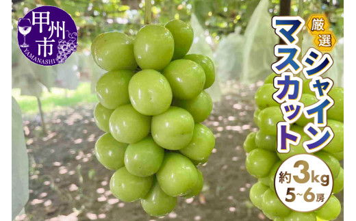 信州 大粒シャインマスカット （3キロ以上） 最高ランク 大粒特秀品