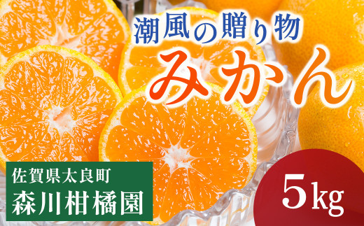 L-19 潮風の贈り物 みかん 5kg みかん ミカン 蜜柑 たらみかん 太良