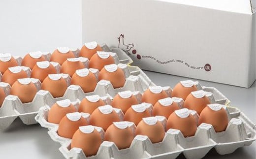 yF{z͂p З LʃTCY×30 i25+jۏ5jy2025N10{Jnz  ܂  ^}S ʎq {  F{