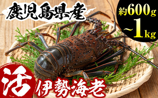 No.209/301 選べる！鹿児島県産の天然活伊勢海老(約600g～1kg) 国産 九州産 鹿児島県産 エビ えび 海老 伊勢えび 伊勢エビ 天然  おかず おつまみ みそ汁 味噌汁 刺身 旬 数量限定【家むら】 - 鹿児島県日置市｜ふるさとチョイス - ふるさと納税サイト