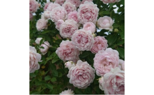 yʌє\szyApple RoseszocwnVIxc6|bgA [52210970]