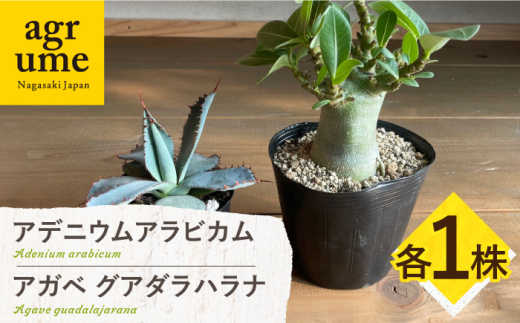 y茧^zAfjE ArJ & AKx OA_ni Adenium arabicum  Agave guadalajarana e1 ^/AO[ [EAI210]