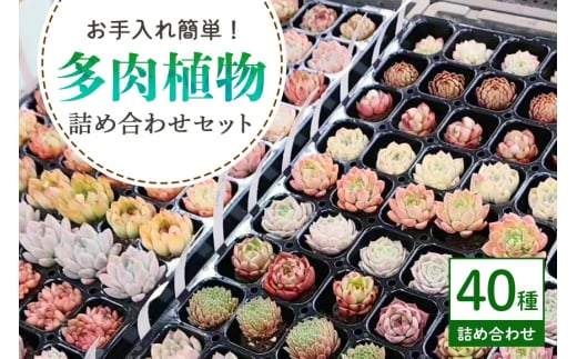 多肉植物 抜き苗 アソート 40セット 詰め合わせ 多肉植物 観葉植物 インテリア 寄せ植え 誕生日プレゼント オシャレ 多肉 観葉 おまかせ セット  植物 苗 種類 色々 ランダム 農園直送 栽培 ガーデニング 寄せ植え用 多肉専科 - 茨城県那珂市｜ふるさとチョイス - ふるさと ...