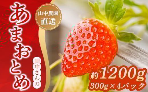 【高知県中土佐町】【中土佐町産】山中さんの「いちご」(あまおとめ 4パック)