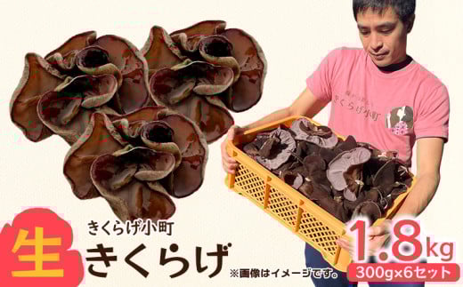 yꌧk鑺z炰@300g×6Zbg 炰 _ ͔| ̂  LNQ Vs  ƒ뗿 H 炰 ؎ LNQ   Y  