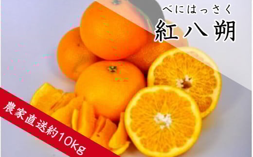 ya̎RLcszgiׂɂ͂ji10sj(A146-1)